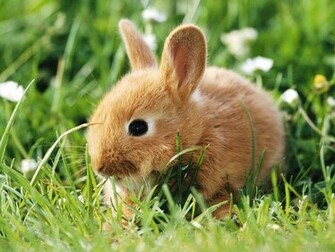 Bunny Wallpaper Rabbits