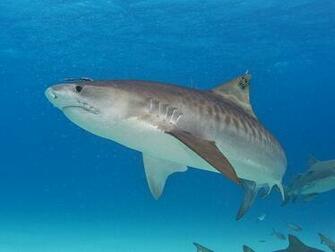 Tiger Shark Pictures And HD Wallpaper