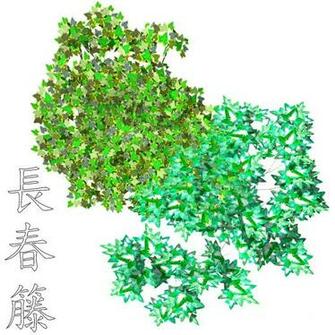 English Ivy Image