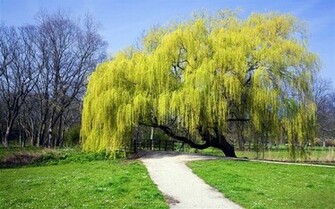 Netherlands Weeping Willow Wallpaper