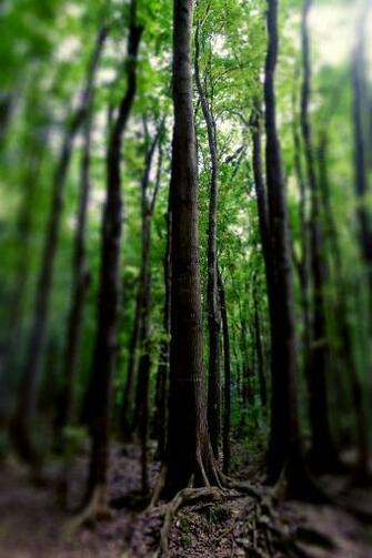 Forest iPhone HD Wallpaper