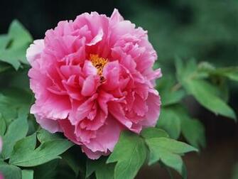 Xem Anh Very Nice Wallpaper Flowers 20p