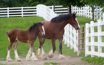 Clydesdales Wallpaper HD Desktopinhq