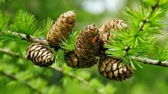 Pine Cone Wallpaper And Background Image Net