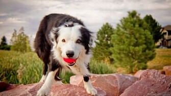 Playful Australian Shepherd Wallpaper Picture For iPhone Blackberry