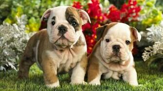 Cute Puppies Wallpaper The Wondrous Pics