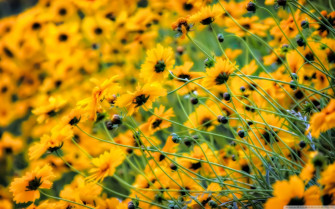Yellow Desktop Background Wallpaper