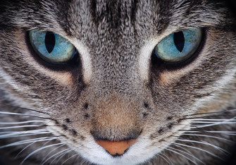 Cat 4k Ultra HD Wallpaper Image