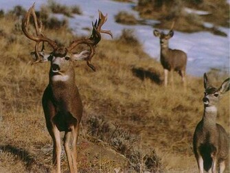 Mule Deer Wide Screen Monster