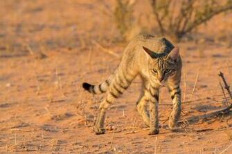 African Wild Cat Wallpaper HD Desktop And Mobile Background