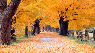 5k Windows Xp Autumn By Peter K Burian R