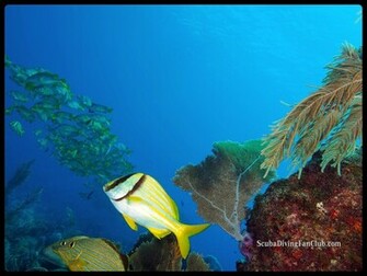 Scuba Diving Wallpaper