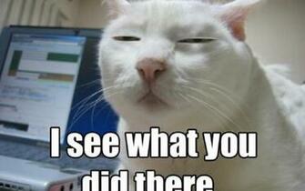 Lolcat Wallpaper Wallpoper
