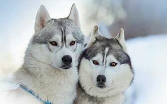 Alaskan Malamute HD Wallpaper
