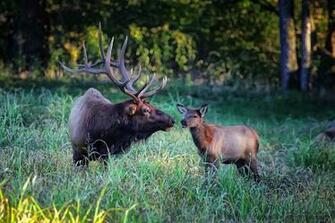 Bull Elk Bugling Wallpaper Huge In Boxley Valley