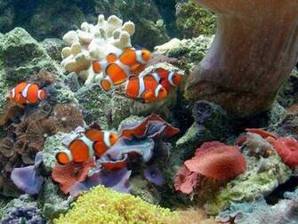 Desktop HD Wallpaper S Clown Fish