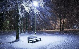 For Desktop Amazing Winter Night Frozen Tree In HD Wallpaper