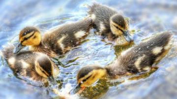 Duckling Desktop Wallpaper Pictures