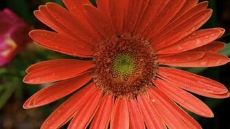 Gerbera Daisy Computer And Smartphone Wallpaper For March