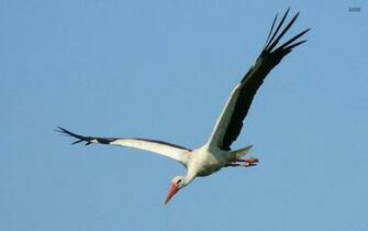 Stork Wallpaper