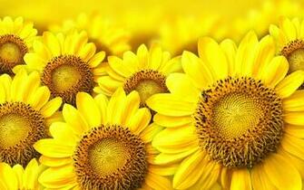 Tag Sunflowers Wallpaper Background Photos Image Andpictures