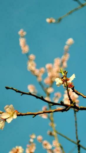 Peach Flowers Spring iPhone 5s Wallpaper