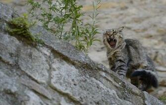 Wallpaper Cat Angry Cats