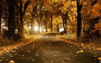 Zorro One Piece High Definition Wallpaper Qi001 Wallpaperf1