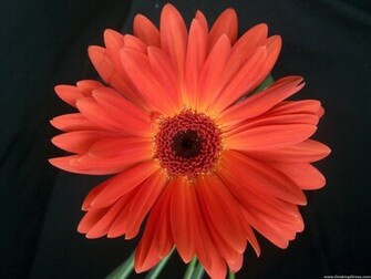 Desktop Wallpaper Flowers Background Gerbera Daisy Orange