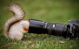 Squirrel Humor Funny Camera Lens Wallpaper