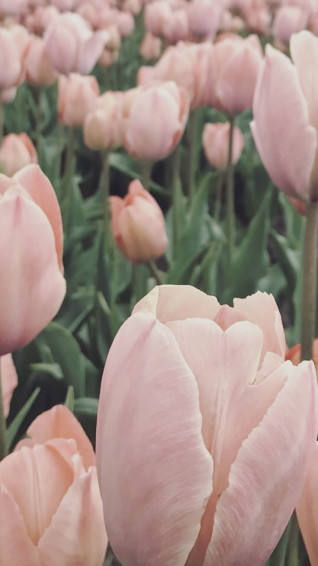 Tulips iPhone Wallpaper