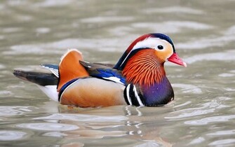 Mandarin Duck Wallpaper