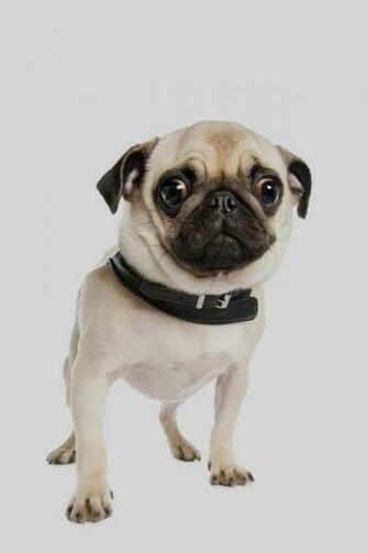 Cute Pug Dog iPhone 4s Wallpaper iPad