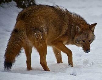 Eastern Coyote Wikipedia