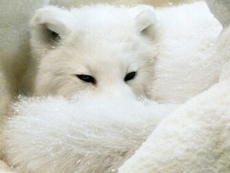Bird In Winter Arctic Fox Wallpaper