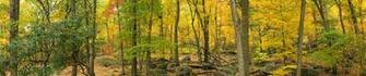 Autumn Forest G Wallpaper