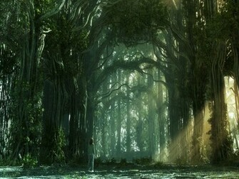 Forest HD Wallpaper Best Background