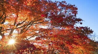 Japan Nature Wallpaper Trees Autumn Red