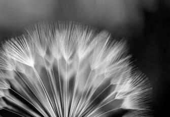 Black And White Dandelion Photo Wallpaper Wall Mural Cn 292p