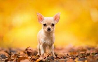 Animal Tags Fall Autumn Dog Chihuahua Baby