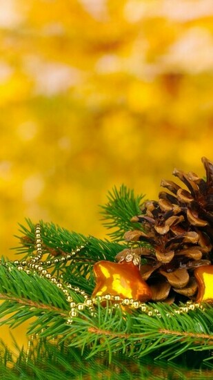 Pine Cone 4k Ultra HD Wallpaper Net