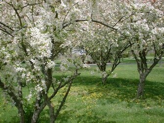 Spring Scenes Wallpaper From Wilstar