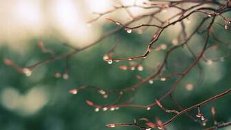 HD In The Rain Wallpaper Beautiful Girls