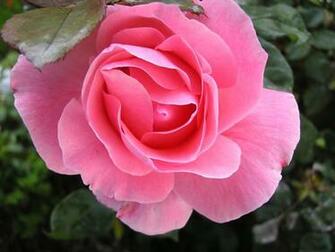 Pretty Pink Flower Wallpaper And Make This For Your Desktop