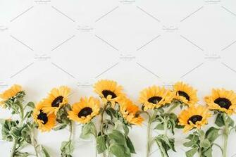 Sunflowers Background Nature Photos Creative Market