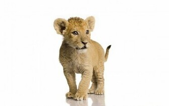 Lion Cub Wallpaper
