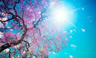 Pink On Spring Tree