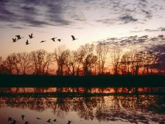 Geese Migrating Missouri Animals Wallpaper Image With Birds