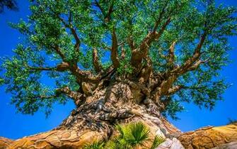 Tree Of Life At Disney S Animal Kingdom Computer Wallpaper Desktop