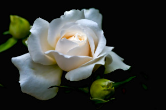 Elegant White Rose Wallpaper